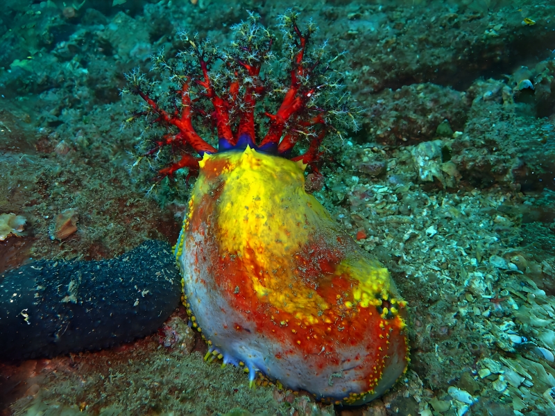 红苹果海参、海苹果、Pseudocolochirus tricolor_海苹果_海富瑜