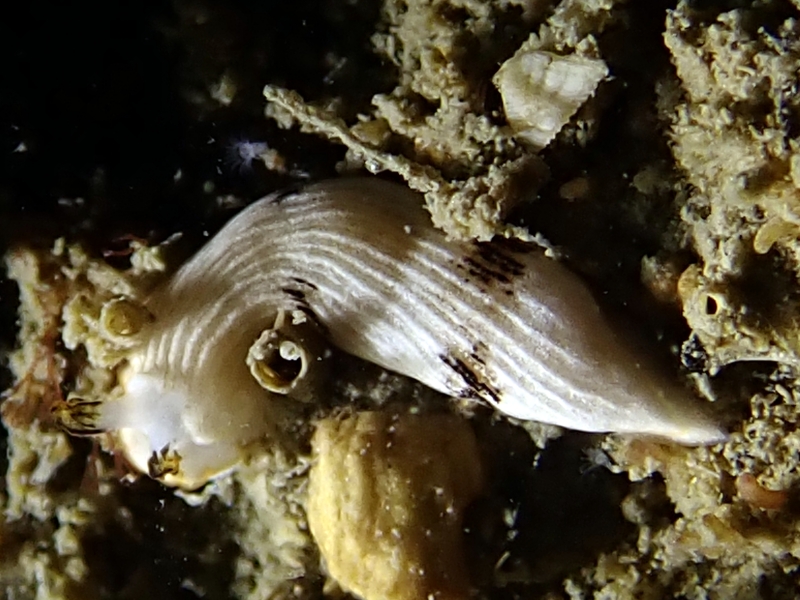 道人海兔、黄耳白袍海兔、Dermatobranchus SP._德道人_海富瑜