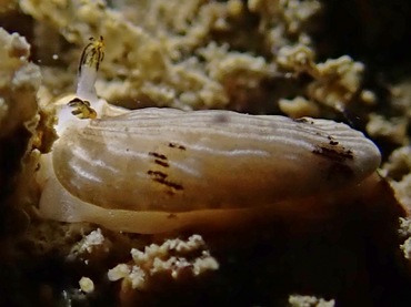 道人海兔、黄耳白袍海兔、Dermatobranchus SP._德道人_海富瑜