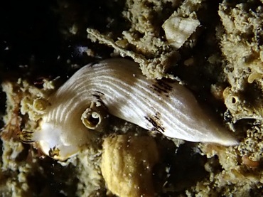 道人海兔、黄耳白袍海兔、Dermatobranchus SP._德道人_海富瑜