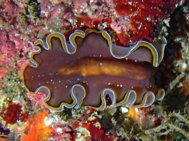 宏扁虫、扁氏、Pseudobiceros uniarborensis _扁宏_海富瑜