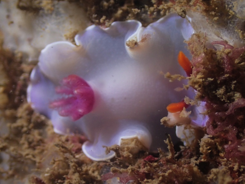 紫菊海兔、紫菊彩兔、紫菊安然兔、安然氏、Ardeadoris  SP._安然紫菊_海富瑜