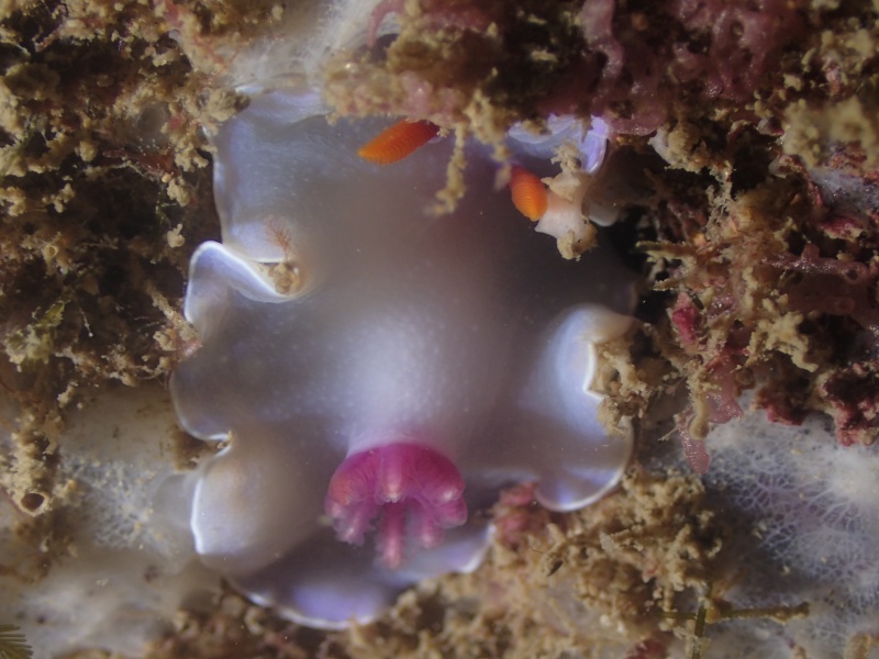 紫菊海兔、紫菊彩兔、紫菊安然兔、安然氏、Ardeadoris  SP._安然紫菊_海富瑜