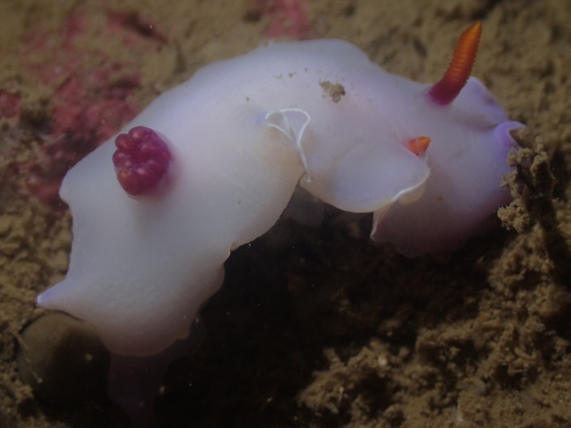 紫菊海兔、紫菊彩兔、紫菊安然兔、安然氏、Ardeadoris  SP._安然紫菊_海富瑜