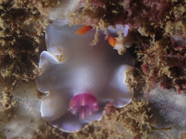 紫菊海兔、紫菊彩兔、紫菊安然兔、安然氏、Ardeadoris  SP._安然紫菊_海富瑜