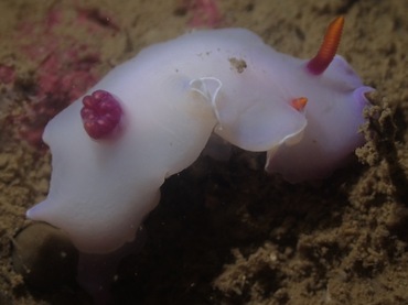 紫菊海兔、紫菊彩兔、紫菊安然兔、安然氏、Ardeadoris  SP._安然紫菊_海富瑜