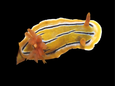 乔希多彩海蛞蝓、娇曦海兔、娇曦彩兔、彩氏、裸鳃目、Chromodorididae（多彩海兔科）、Chromodoris（多彩海兔彩属）_彩娇曦_海富瑜