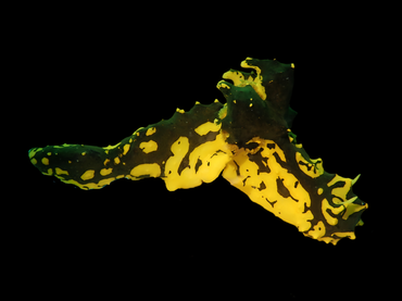 加德纳三鳃海蛞蝓、虎头虎脑、虎头海兔、虎头虫兔、虎头诺兔、虎头三鳃海兔、虎头背叶鳃海兔、诺氏、Notodoris gardineri _诺虎头_海富瑜